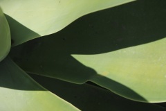 Agave 2