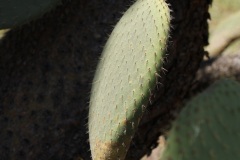 Opuntia